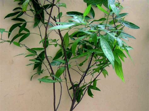 驅邪避凶|鬼月「避邪植物」推薦這5種！「抹草」沐浴可趨吉避凶，「榕樹。